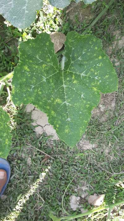 ম্যাগনেসিয়ামের অভাবজনিত রোগ - কুমড়া