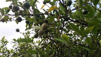 Spider Mites - Citrus