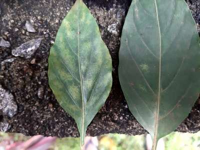 Whiteflies - Capsicum & Chilli