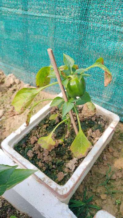 Potassium Deficiency - Capsicum & Chilli