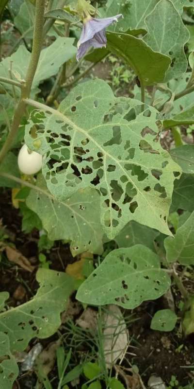 Flea Beetles - Brinjal