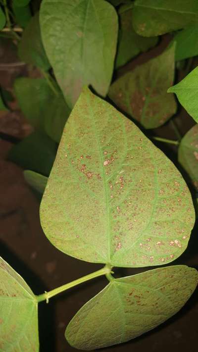 Anthracnose - Bean