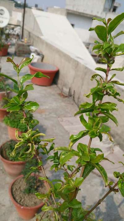 Spider Mites - Pomegranate