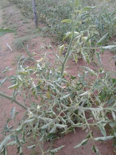 Whiteflies - Tomato