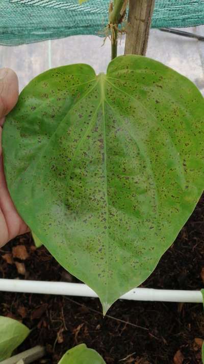 Gray Leaf Spot - Cabbage