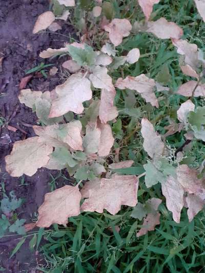 Spider Mites - Brinjal