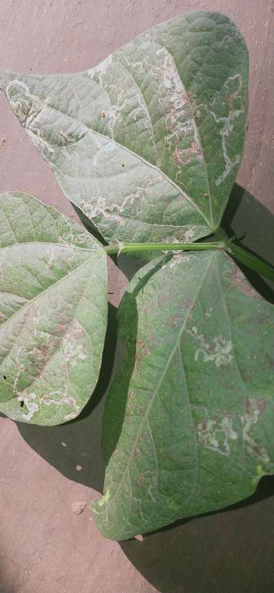পাতার সুড়ঙ্গ সৃষ্টিকারী মাছি - শিম
