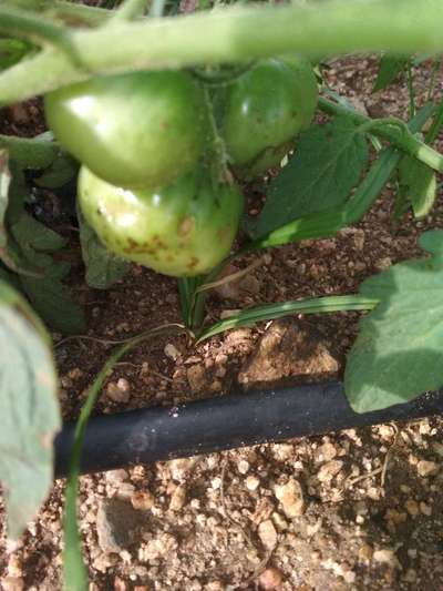 Bacterial Canker of Tomato - Tomato