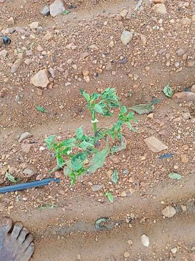 Chilli Thrips - Capsicum & Chilli