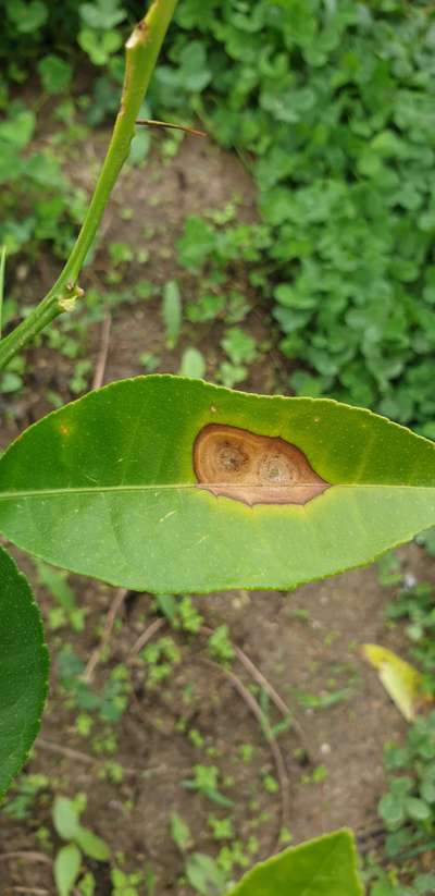 Bacterial Spot of Citrus - Citrus