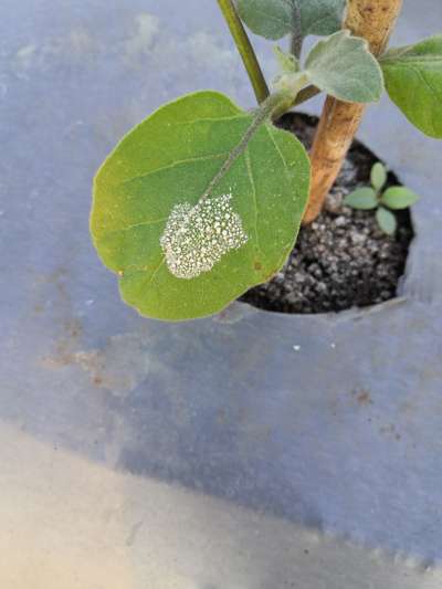 Leaf Miner Flies - Brinjal