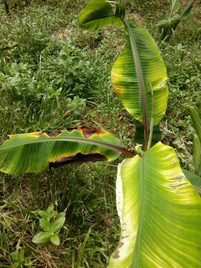 কলায় শশার মোজাইক ভাইরাস - কলা