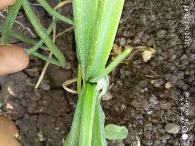 Thrips - Onion