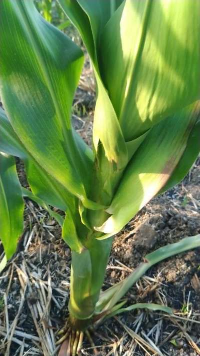 Boron Deficiency - Maize