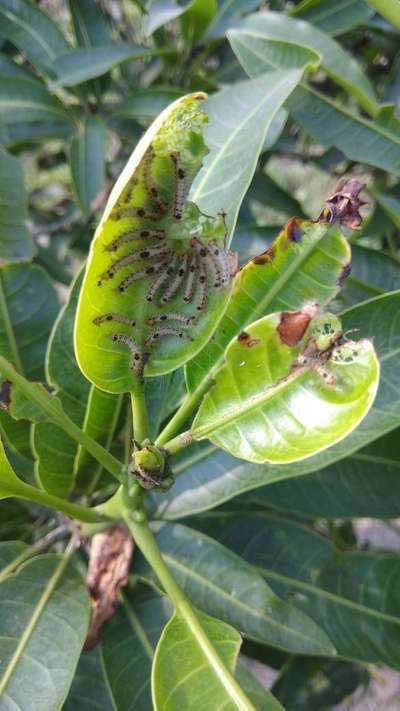 Mango Leaf Webber - Mango