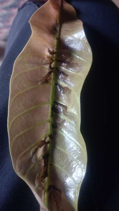 Leaf Miner Flies - Mango