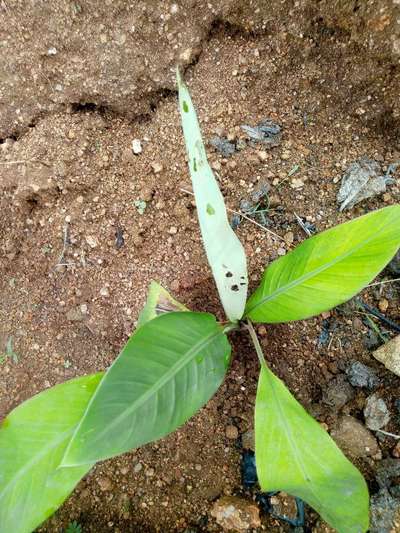 ತಂಬಾಕು ಕ್ಯಾಟರ್ಪಿಲ್ಲರ್ - ಬಾಳೆಹಣ್ಣು