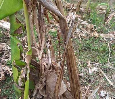 কলার কাণ্ডের উইভিল পোকা - কলা