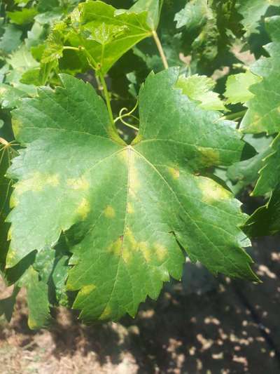 Downy Mildew of Grape - Grape