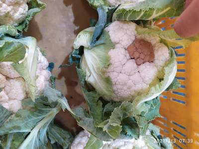 Stem Rot - Cauliflower