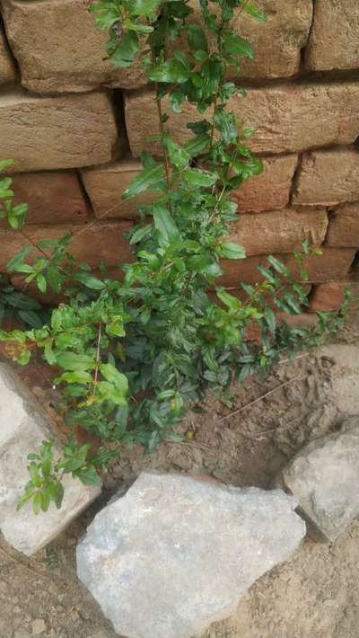 Spider Mites - Pomegranate