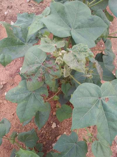 Thrips - Cotton