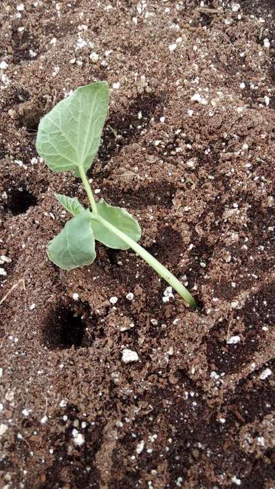 Damping-Off of Seedlings - Cucumber