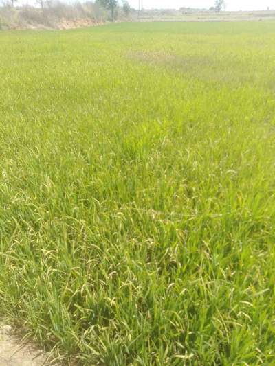 Bacterial Blight of Rice - Rice