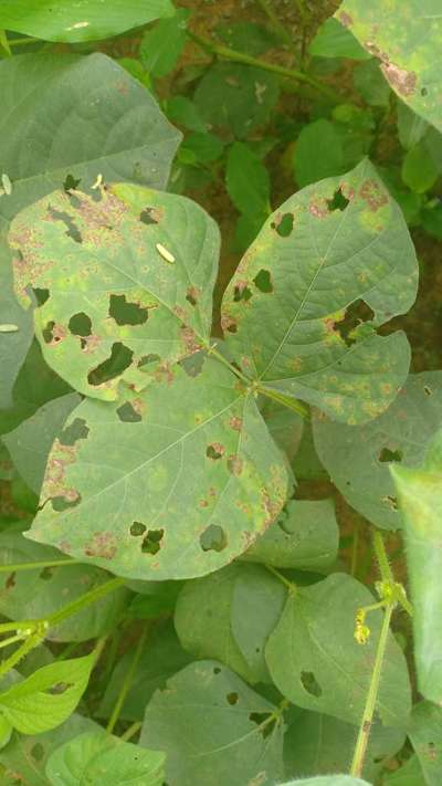 Tobacco Caterpillar - Black & Green Gram