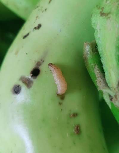 Brinjal Shoot and Fruit Borer - Brinjal