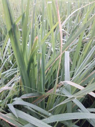 Nitrogen Deficiency - Rice