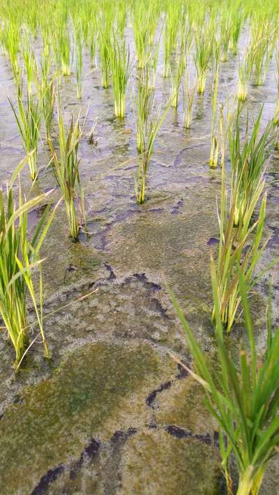 Alkalinity - Rice