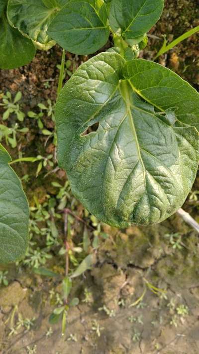 সয়াবিনের বিট আর্মিওয়ার্ম বা কৃমি পোকা - আলু