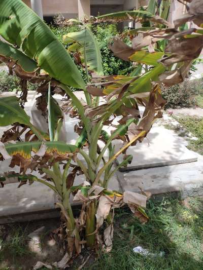 Potassium Deficiency - Banana