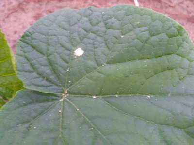 Anthracnose of Cucurbits - Cucumber