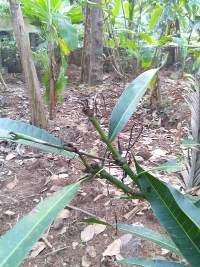 Mango Shoot Borer - Mango