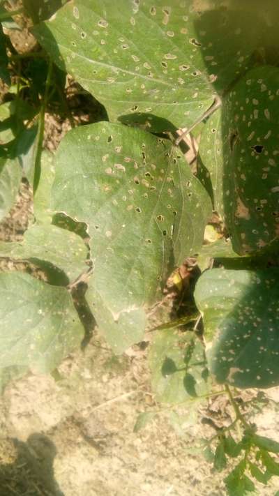 Flea Beetles - Bean