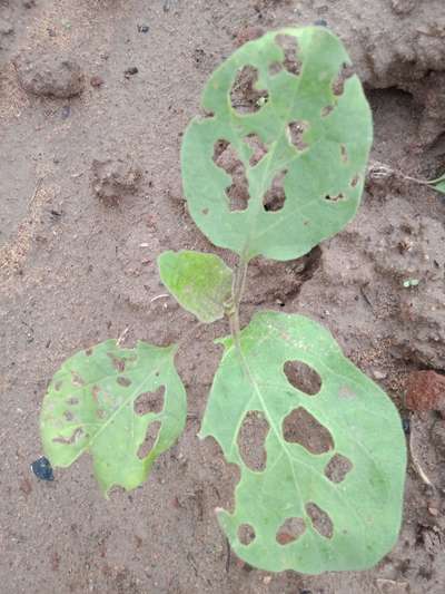 Helicoverpa Caterpillar - Brinjal