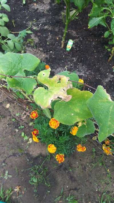 Septoria Leaf Spot - Cucumber