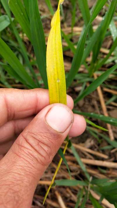 Nitrogen Deficiency - Wheat