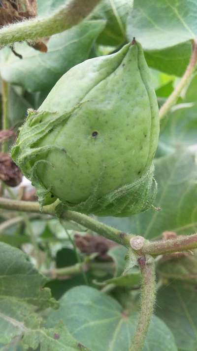 Pink Bollworm - Cotton