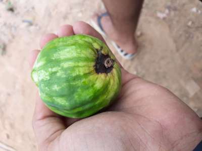 Deficiência de Boro - Melão/Melancia