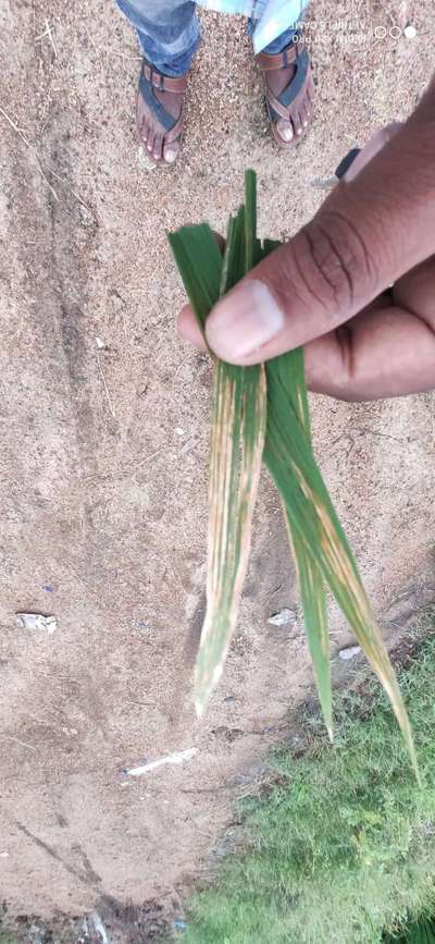 Bacterial Leaf Streak - Rice