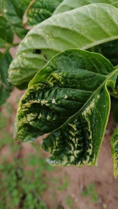 Magnesium Deficiency - Potato