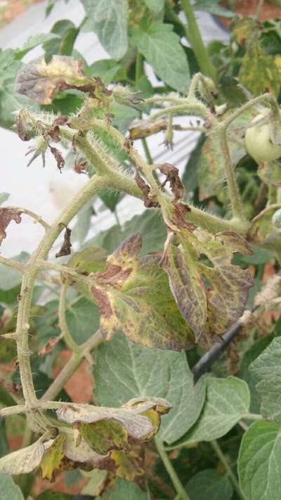 Phosphorus Deficiency - Tomato