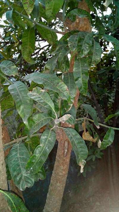 Powdery Mildew of Mango - Mango