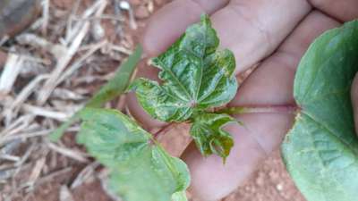 Queima por Fertilizantes ou Pesticidas - Algodão