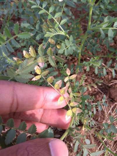 Potassium Deficiency - Chickpea & Gram