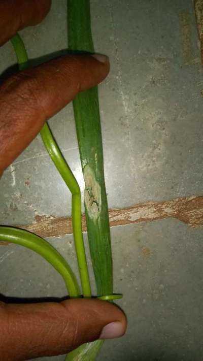 Botrytis Leaf Blight - Onion