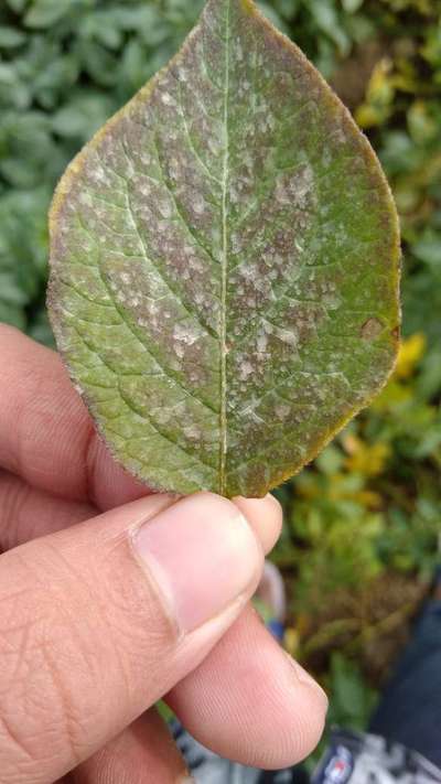 Potassium Deficiency - Potato